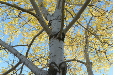 skyward glance at an autumn poplar tree on a blue sky