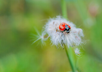 ladybug