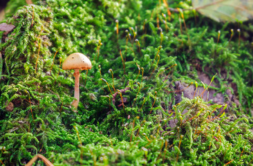 mushroom in the moss
