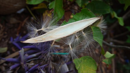 photo of Cynanchum rostellatum plant has flowers that have long white feathers, they look beautiful