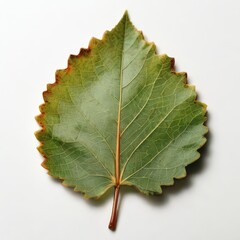 isolated fresh leaf on white canvas