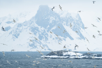 Seabird Swarm, Arctic Svalbard