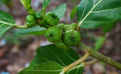 photo of awar awar or what is called Ficus septica is a plant that grows wild in gardens, in the forest this plant has many benefits, but the fruit cannot be eaten