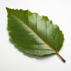 Obraz premium leaf close up on white background