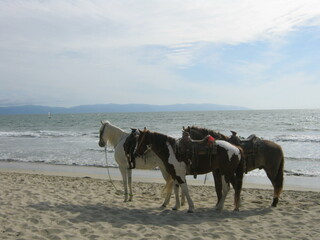 horses on the beach