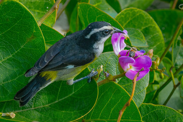 Bananaquit on a Seagrape leave with a bee