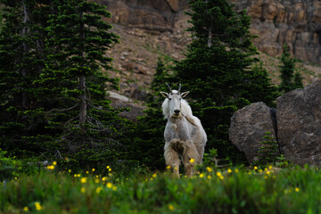 Mountain Goat Flower Portrait, Glacier National Park, Montana