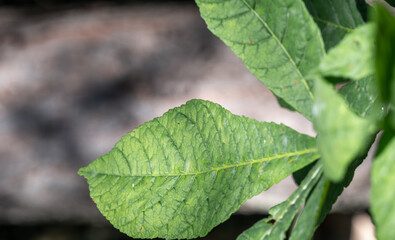 Grüne Blätter einer Pflanze, Hintergrund grau unscharf