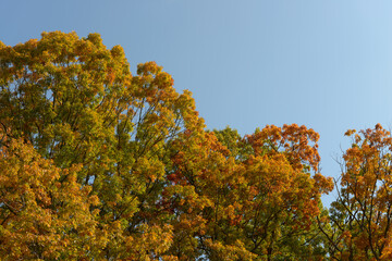 Fototapeta premium golden brown and green autumn tree tops and sky