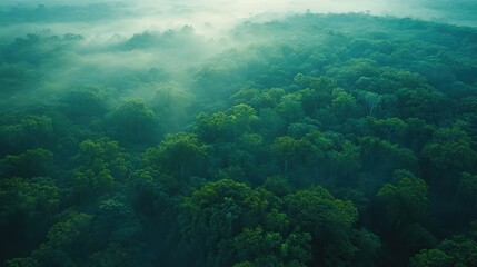 Fototapeta premium Aerial view of a vast forest area designated as a preservation zone, with protected species and untouched landscapes.