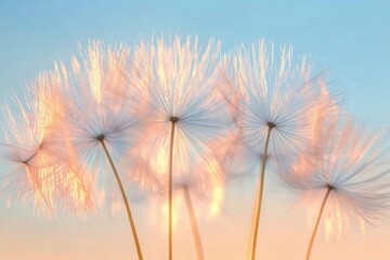 Delicate translucent flowers bathed in soft light during a serene morning in springtime