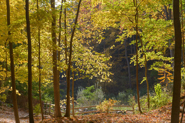 autumn trees in an urban ravine park