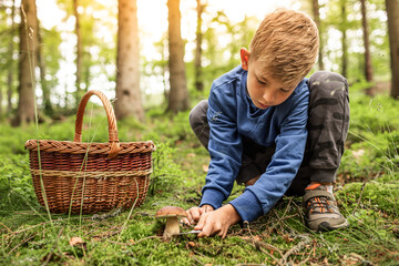 Child picking mushrooms in the forest with basket and in autumn forest mushroom picking season, leisure and self sustainability concept 