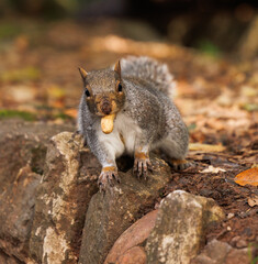 Obraz premium squirrel in the park