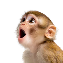 Velours gordijnen A monkey with an open mouth, showcasing its expressive features against a white isolated background. © Rona_65