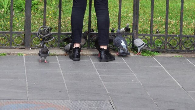 persone feeding pigeons in a parc