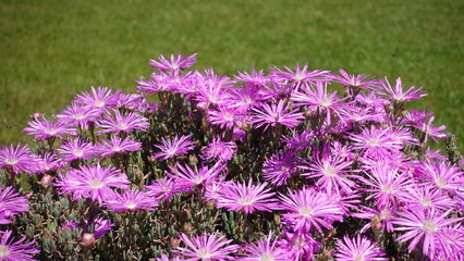 Beautiful purple plower of Trichodiadema setuliferum (Hairy Nipple Vygie) is a succulent shrublet...