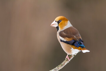 Grubodziób, pestkojad, grabołusk (Coccothraustes coccothraustes) © Michal Przystas
