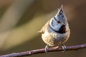 Czubatka europejska, czubatka, sikora czubatka, sikora czubata (Lophophanes cristatus) © Michal Przystas