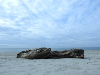 a large piece of driftwood and the baltic sea