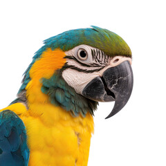 Obraz premium macaw parrot with vibrant feathers, isolated on white background.