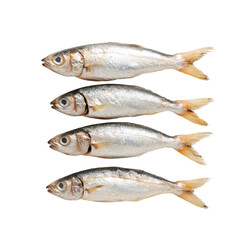 Fototapeta premium Fresh fish arranged in a row, isolated on white background.