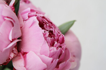Fresh pink peony flowers sarah bernhardt
