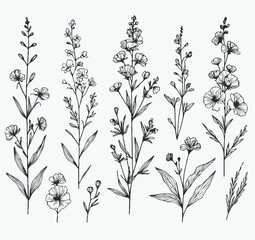 Adobe Illustrator Artwork
outline black and white line art, lineart, doodle flower. set of contour floral of cosmos, Chamomile, daisies, grasses, stems, herbs, leaves decorative elements