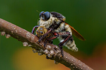 Robber fly eating a honeybee