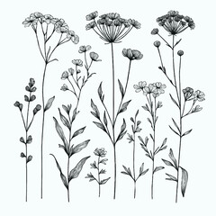 Naklejka premium Adobe Illustrator Artwork outline black and white line art, lineart, doodle flower. set of contour floral of cosmos, Chamomile, daisies, grasses, stems, herbs, leaves decorative elements