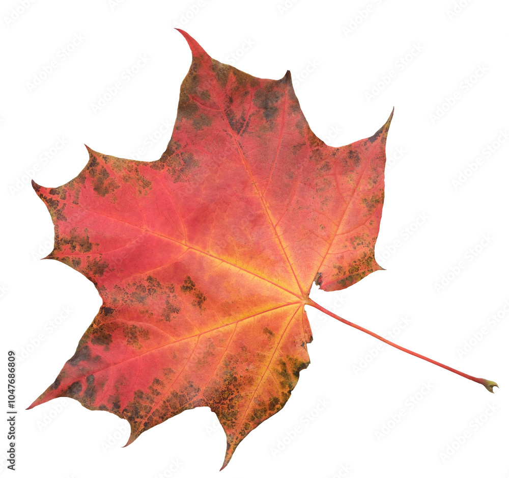 Poster a leaf of a maple tree is shown in full color. the leaf is red and has a slightly brownish tint. the