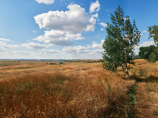 Fototapeta premium landscape with trees and clouds