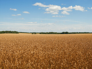 wheat field and blue sky