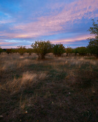 Obraz premium field, grass, trees, evening in the village
