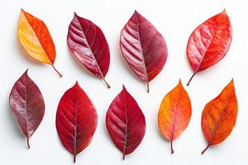 Obraz premium Isolated leaves collage on white background, autumn motif wallpaper