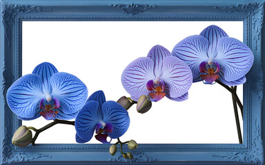 Blue and purple orchids in a blue frame  delicate beauty and elegance  floral design for spring and wedding   