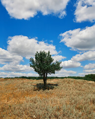 Obraz premium lonely tree in the field