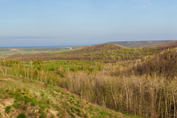 the path to the forest thicket on the hills
