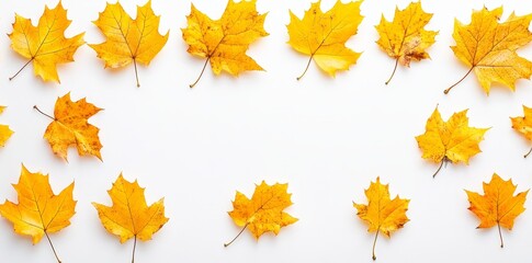 Fototapeta premium Maple leaves isolated on white background. Fall concept.