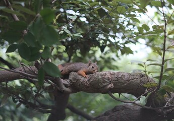 井の頭自然動物園のリス