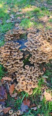 groups of honey mushrooms grow in nature