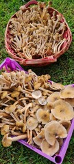 groups of honey mushrooms