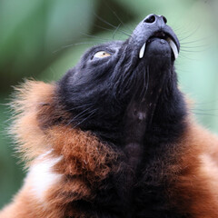 The red ruffed lemur (Varecia rubra) © Edwin Butter