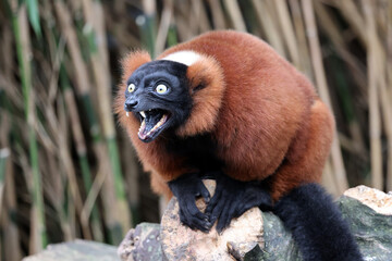The red ruffed lemur (Varecia rubra) © Edwin Butter