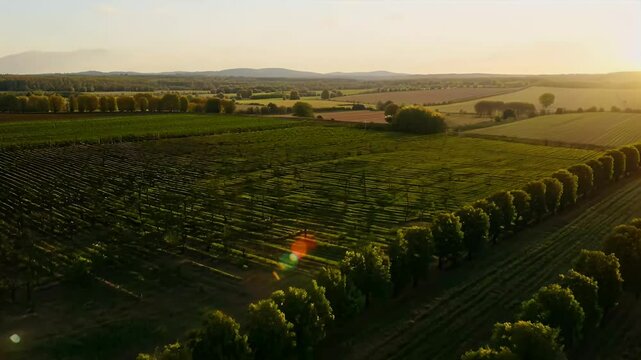 captivating vertical video take breathtaking view ng apple orchard plantation rows neatly planted trees growing amidst natural beauty countryside shot aerial
