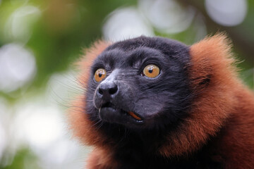 The red ruffed lemur (Varecia rubra) © Edwin Butter