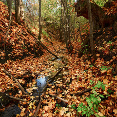 Obraz premium a streamlet in the autumn forest
