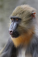 Mandrill (Mandrillus sphinx) close up on blurred background