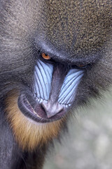Mandrill (Mandrillus sphinx) close up on blurred background
