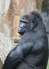 gorilla close up portrait in a zoo